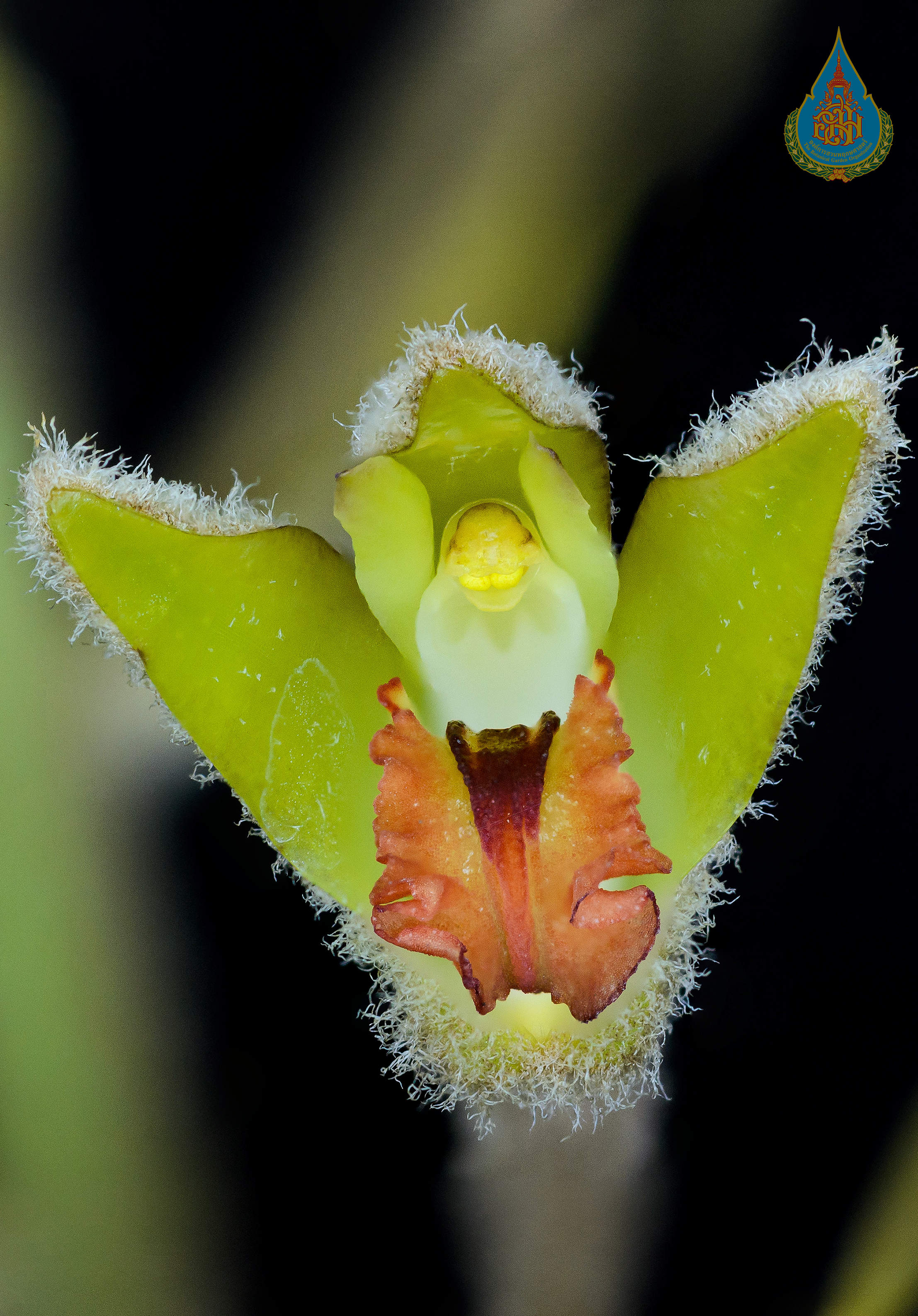 เอื้องตาลหม่น Dendrolirium tomentosum (J.Koenig) S.C.Chen & J.J.Wood<br/>ORCHIDACEAE